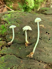 Entoloma sericellum image