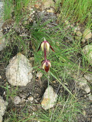 Calochortus purpureus