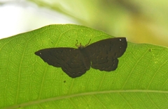 Voltinia umbra