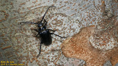 Prionus insularis
