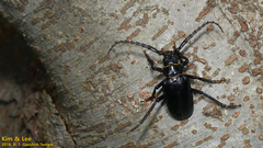 Prionus insularis