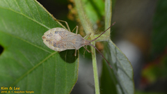 Homoeocerus dilatatus