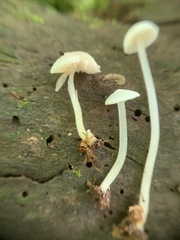 Entoloma sericellum image