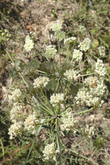 Thapsia scabra