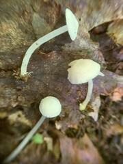 Entoloma sericellum image