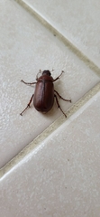 Holochelus