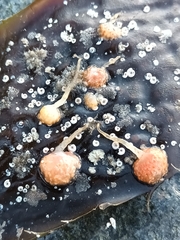 Sycozoa gaimardi
