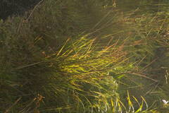 Schizachyrium condensatum