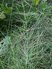 Equisetum × litorale