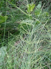 Equisetum × litorale