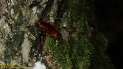 Periplaneta japonica