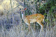 Tragelaphus scriptus bor