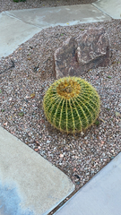 Kroenleinia grusonii