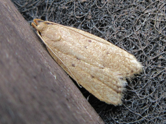 Brachmia modicella