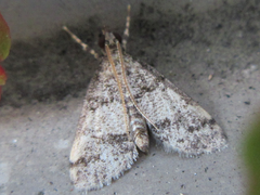 Dolicharthria bruguieralis