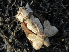 Wilemanus bidentatus