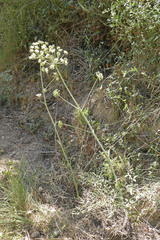Thapsia scabra
