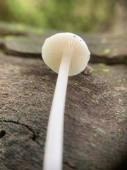 Entoloma sericellum image
