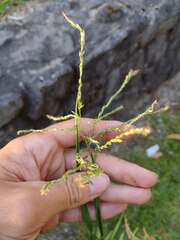 Digitaria eriostachya