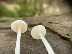 Entoloma sericellum image