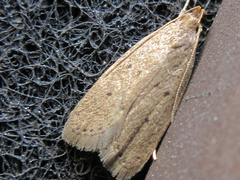 Brachmia modicella