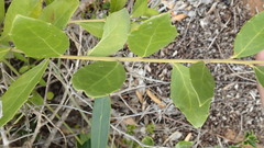 Maytenus procumbens