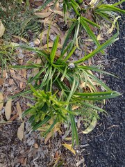 Cyperus meyenianus