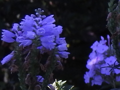 Physostegia intermedia