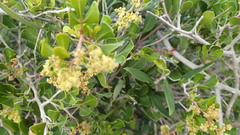 Searsia glauca