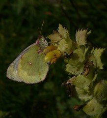 Colias phicomone