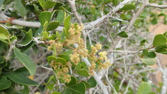 Searsia glauca