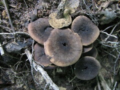 Sarcodon atroviridis