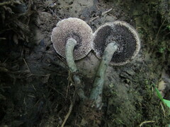 Sarcodon atroviridis