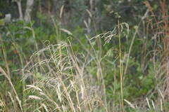 Deschampsia nubigena