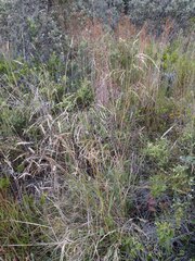 Deschampsia nubigena