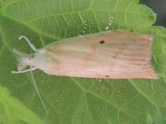 Calamotropha paludella