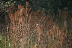 Schizachyrium condensatum