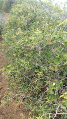 Searsia glauca
