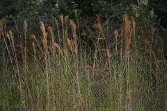 Schizachyrium condensatum