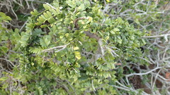 Schotia afra afra