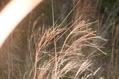 Schizachyrium condensatum