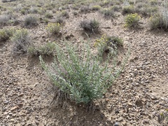 Chenopodium pratericola
