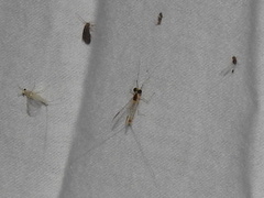 Maccaffertium terminatum