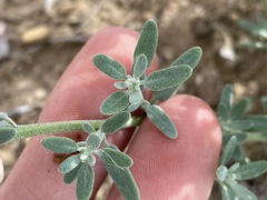 Chenopodium pratericola