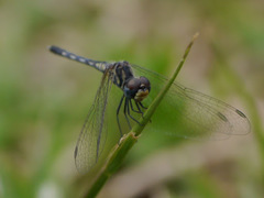 Diplacodes deminuta