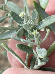 Chenopodium pratericola