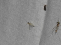 Maccaffertium modestum