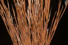 Schizachyrium condensatum