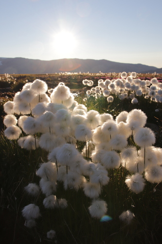 Eriophorum scheuchzeri iNat (1)