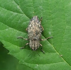 Poecilonota